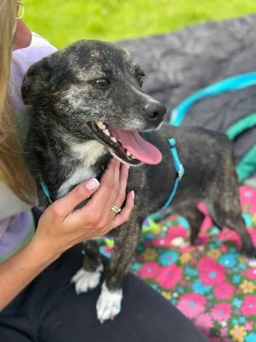 Mały kochany 2 letni psiak szuka domu adoptuj