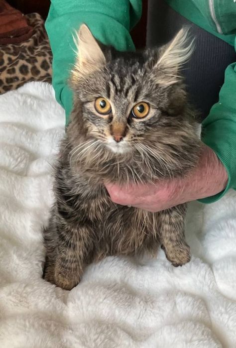 Отдам пушистую кошечку-подростка