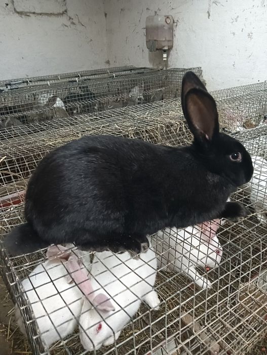 Samice mieszańce zakocone termondzkim