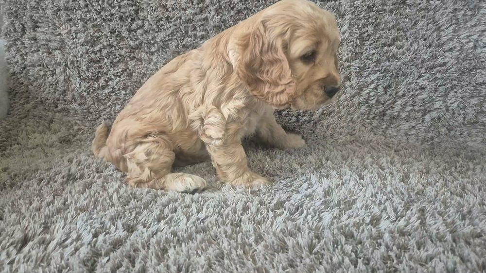Cocker spaniel angielski chłopiec i dwie dziewczynki