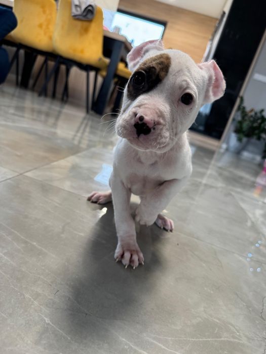 Suczka biała marengo pręgowana American Staffordshire Terrier (amstaf