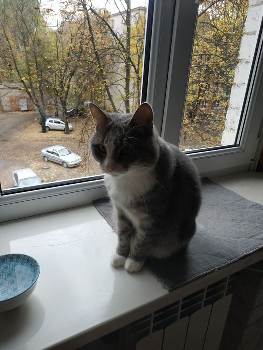 Кошечка шукає люблячу родиру