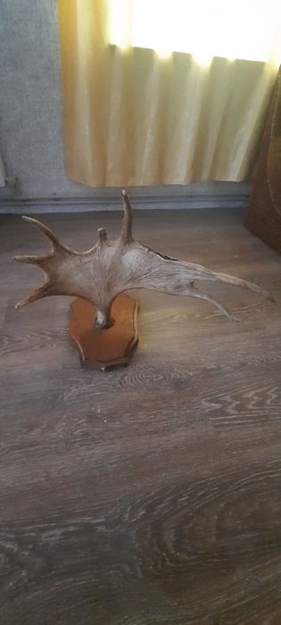 Роги стан на фото