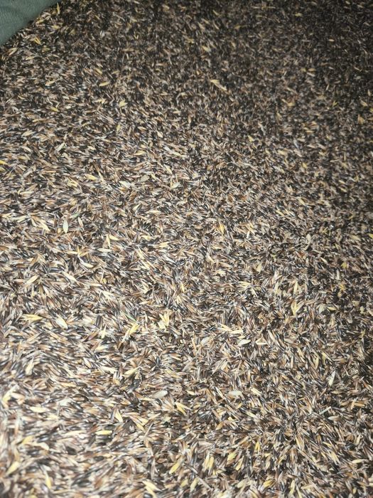 Sprzedam czarny owies