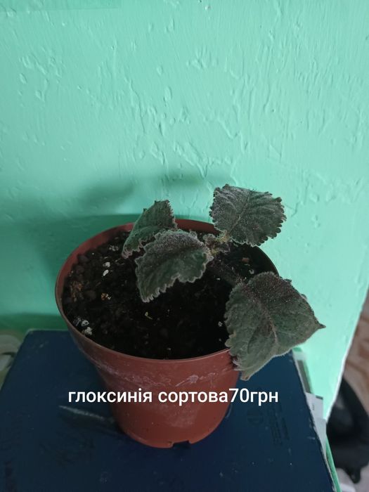 Продам кімнатні рослини