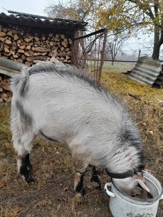 Продам дві кози та одного козла,і сепаратор