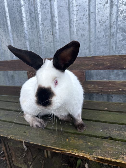 Królik kalifornijski