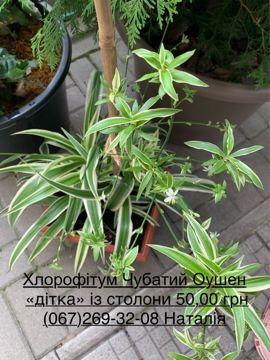 Циссус види. Кімнатний виноград.