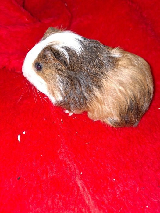 Świnka Morsja samczyk