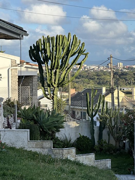 Catos muito exuberantes para venda