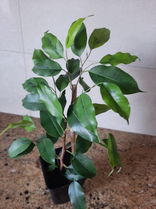 Roślina doniczkowa Benjaminek