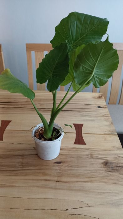 Алоказія, слонове вухо