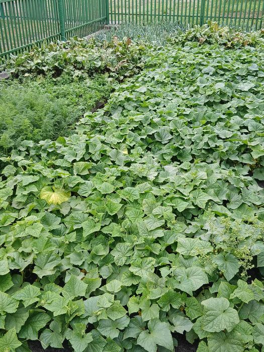 Sprzedam czarną ziemię -idealna pod warzywa i ogród