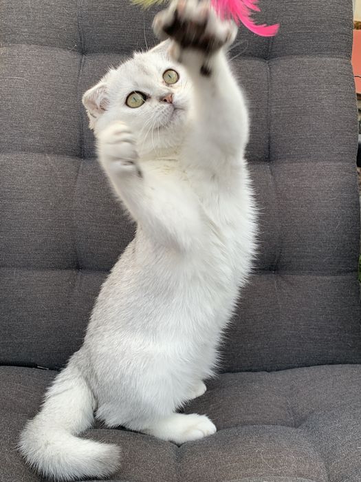 Просто ніжність а не котик !