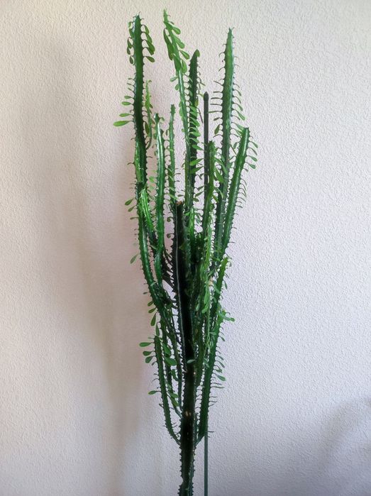 Трехгранный молочай