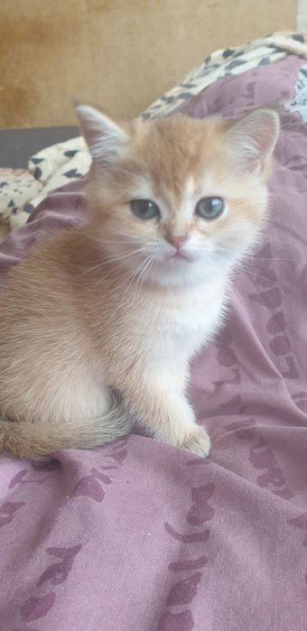 Продаються котенята , Британська шиншила золотиста