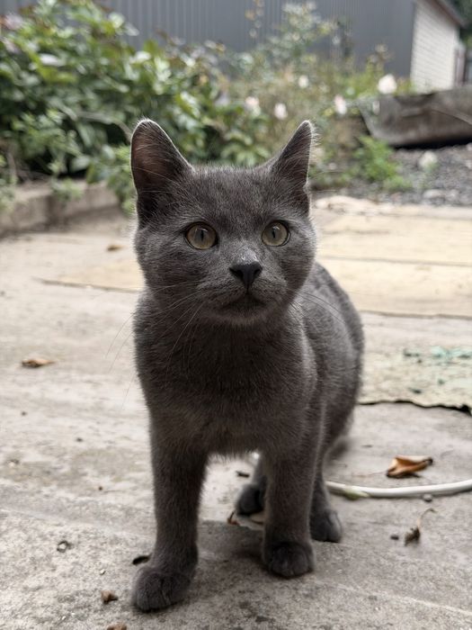 Віддам котиків в добрі руки
