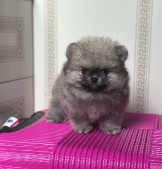 Девочка померанский шпиц в медвежьем типе