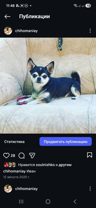 Міні хлопчик чіхуахув