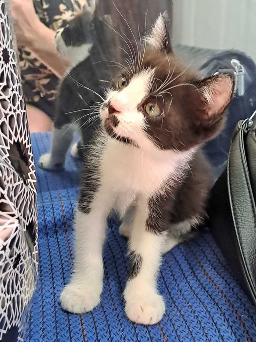 Котенок в добрые руки