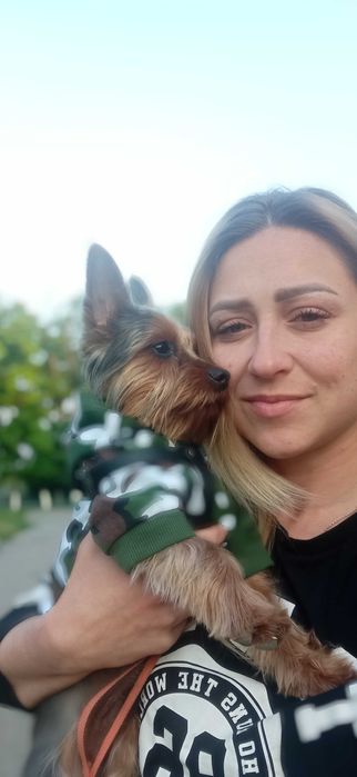 Развяза йоркширского терьера