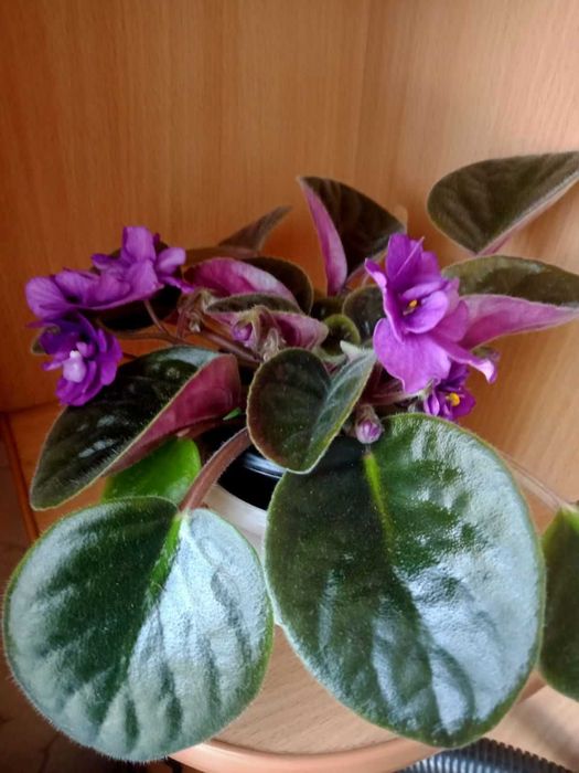 Фіалка( сенполія) квітуча