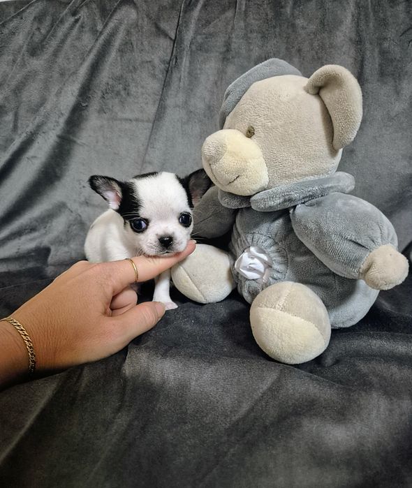 Krótkowłosy piesek chihuahua.