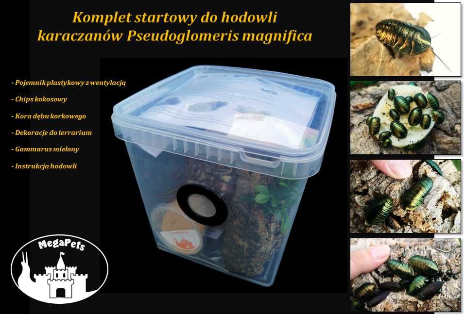 Najpiękniejsze karaczany Pseudoglomeris magnifica Isopody Ślimaki Wije