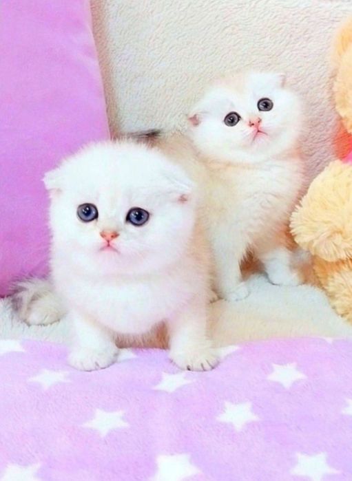 Неймовірні красунчики шиншилки чекають на свої сім'ї