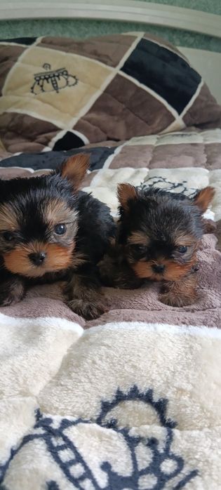 Гарненькі, Йорики хлопчики міні- бебі