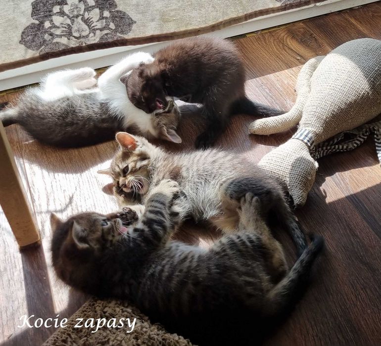 Cztery cudne małe kocięta szukają domów (już tylko dwa)