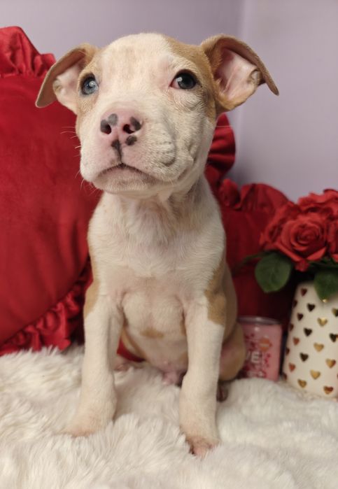 Kochany piesek Amstaff!