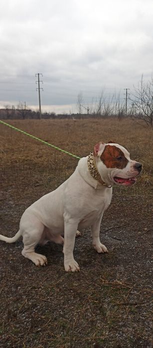 Продажа щенков  стаффордширский терьер