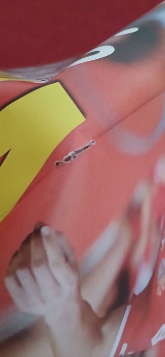 Poster António Silva  - Benfica