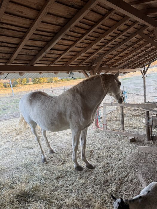 Cavalo lusitano