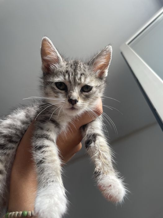 Котики, хлопчик та дівчинка