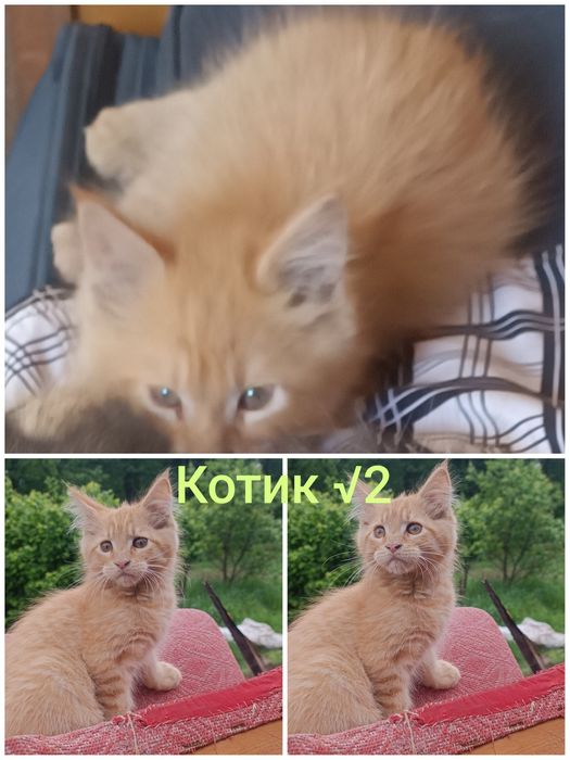 Котенята Мейн-Кун,літня ціна