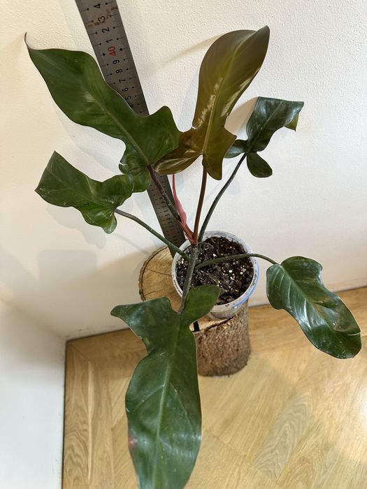 Філодендрон Philodendron Spanish Guitar