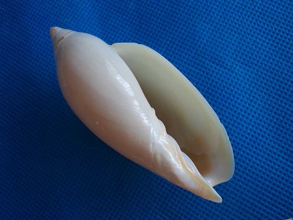 Muszle morskie- Amoria grayi