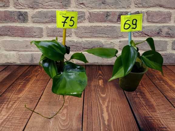 Філодендрон Бразіл