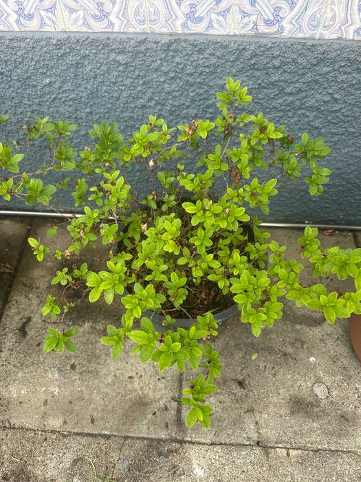 Planta, Azáleas e alguns vasos.