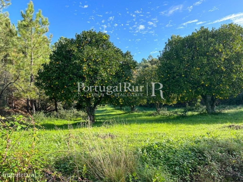 Quintinha de 20 hectares
