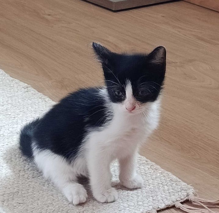 Gato bebé para adoção responsável