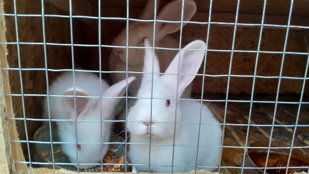 Продам крольчат ,дата народження  31.10.25 р.,01.11.25 р., 09.11.25 р.