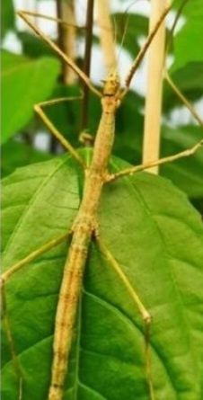 Палочники жуки Симпатичні)