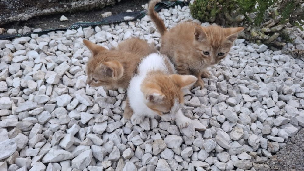 3 gatinhas para adoção