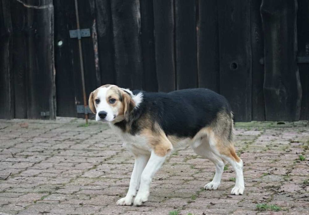 GUMIŚ - śliczny psiak szuka w domu, w typie beagle.