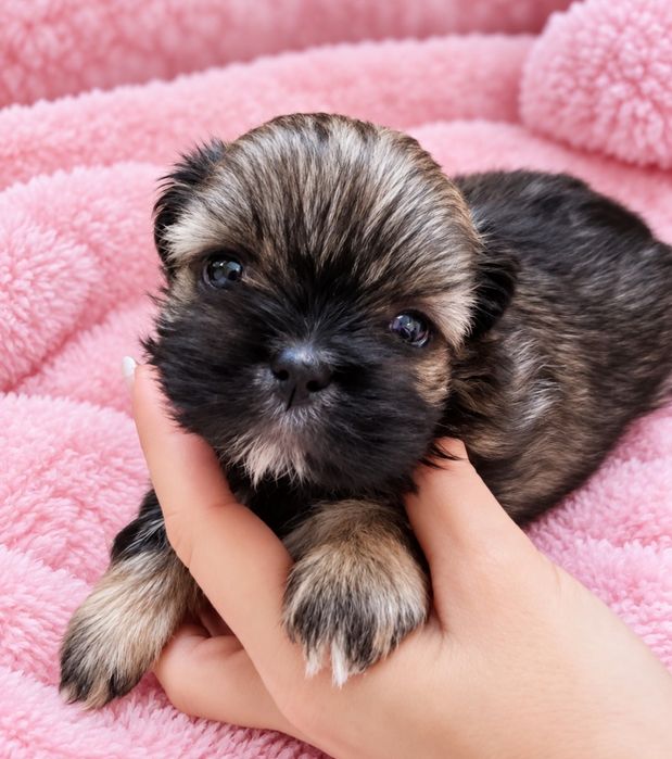 Roksanka urocza czarno czekoladowa dziewczynka shih tzu/ domowa hodowla