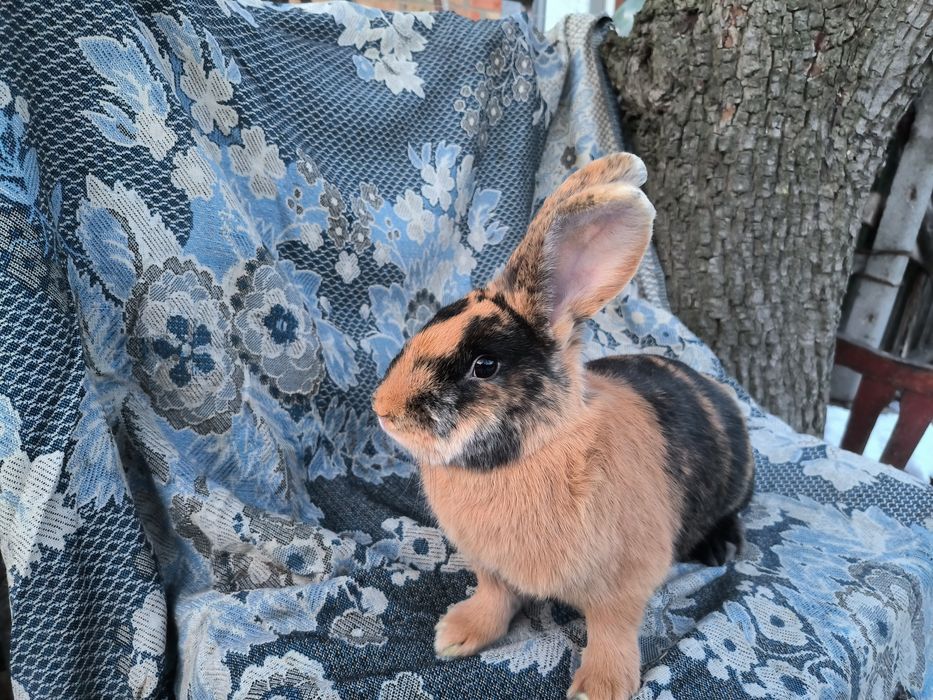 Японський кролик.