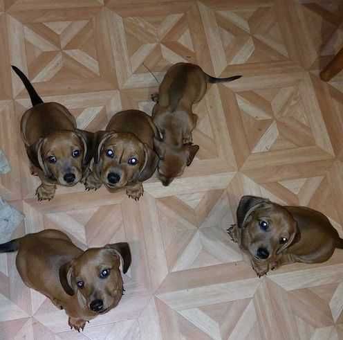 Продаю цуценят Такси рудого кольору стандарт.Щенки таксы стандарт